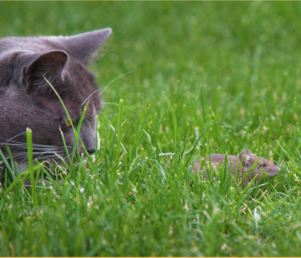 The latchkey kid generation was a game of cat and mouse ALICE PERLE