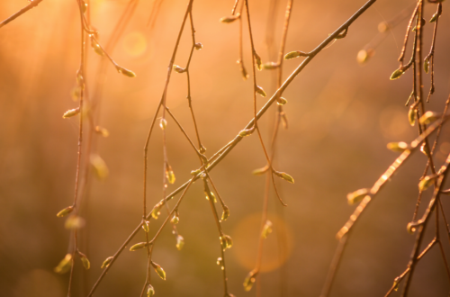 New buds of spring in the dappled light. Reminds me of the words of the Slow Dance Poem, Alice Perle