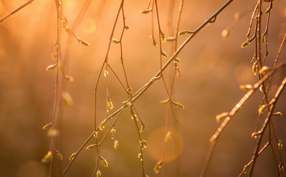 New buds of spring in the dappled light. Reminds me of the words of the Slow Dance Poem, Alice Perle