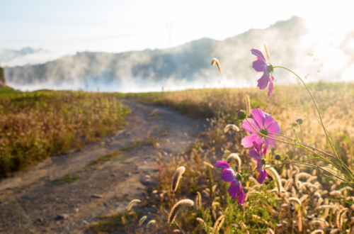 A journey toward wholeness inspired by Dr Gabor Mate's Seven As of Healing