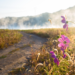 A journey toward wholeness inspired by Dr Gabor Mate's Seven As of Healing